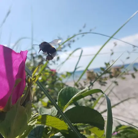 Daire Kuestenzauber 18 - *